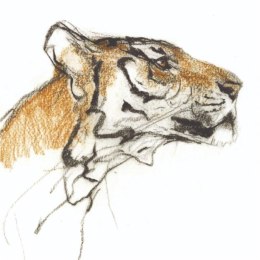 Karnet kwadrat z kopertą Head of a Tiger