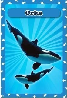 Karty Popup 3D - Zwierzęta morskie