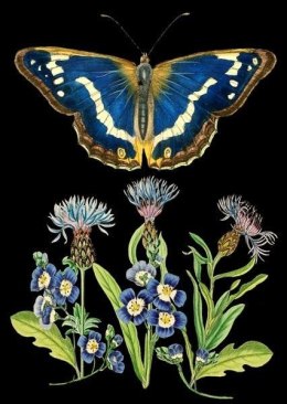 Karnet B6 z kopertą Niebieski motyl