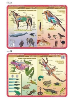 Podkładka edu. 053 - Anatomia: ssaki, ptaki, płazy