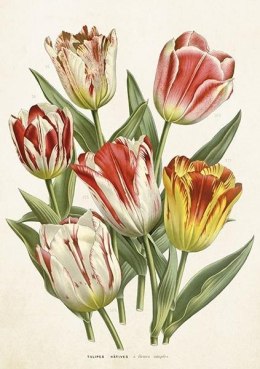 Karnet ST406 B6 + koperta Tulipany