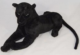 Czarna pantera 60cm