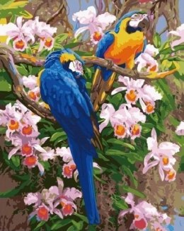 Malowanie po numerach - Papugi Ara 40x50cm