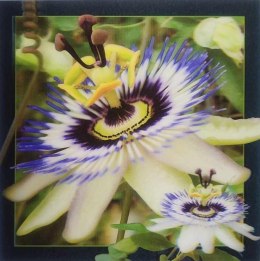 Pocztówka 3D - Passiflora
