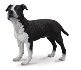 Pies amerykański saffordshire terrier
