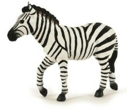 Zebra samiec
