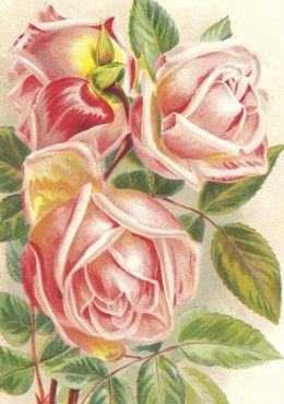 Karnet ST472 B6 + koperta Różowe róże